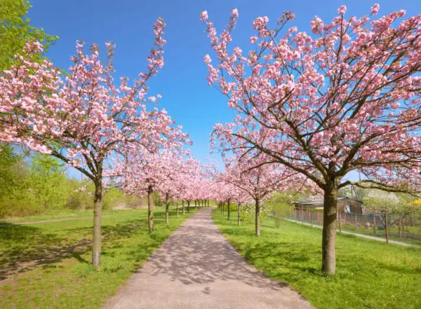 15 X Praktische Bomen Voor Een Kleine Tuin Fleur Flower