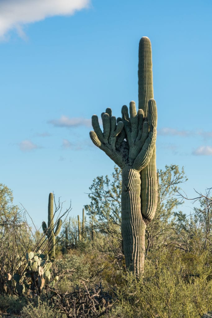 8-cactussen-soorten-(cactaceae)