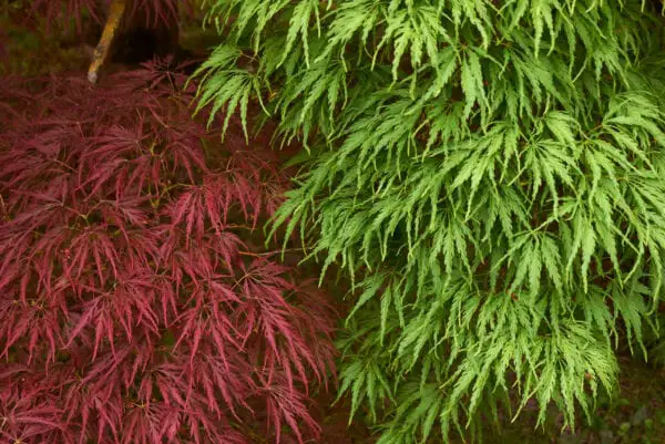 15 X Praktische Bomen Voor Een Kleine Tuin Fleur Flower