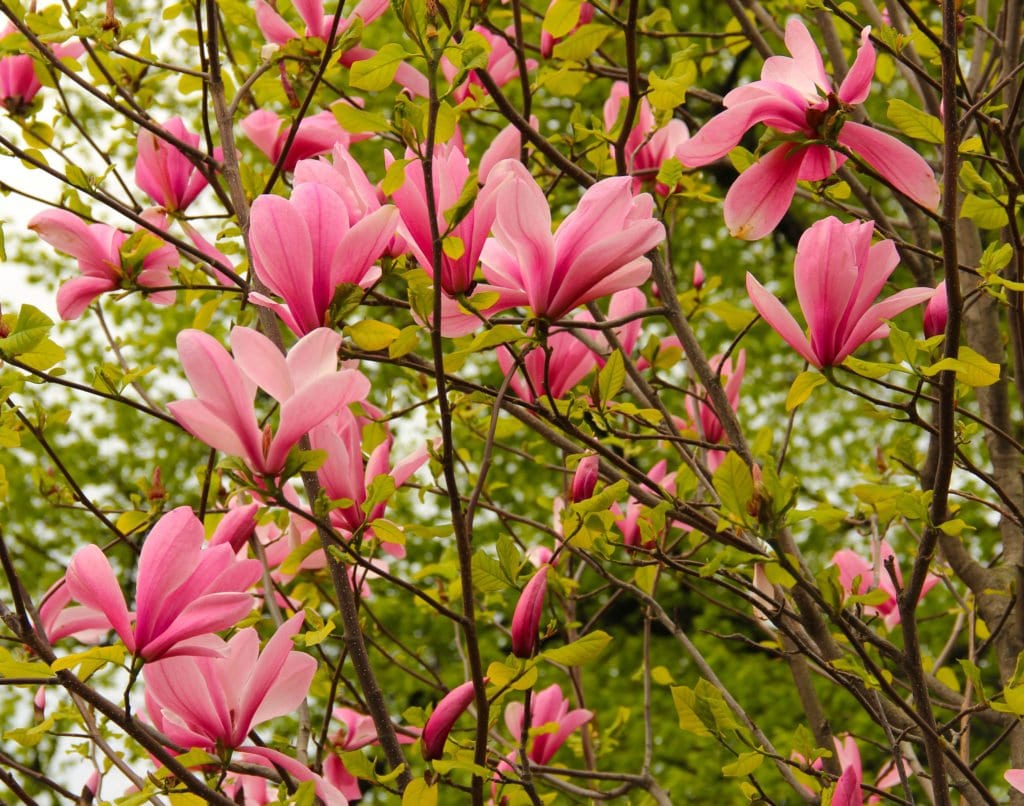 magnolia Bomen met Roze Bloesem