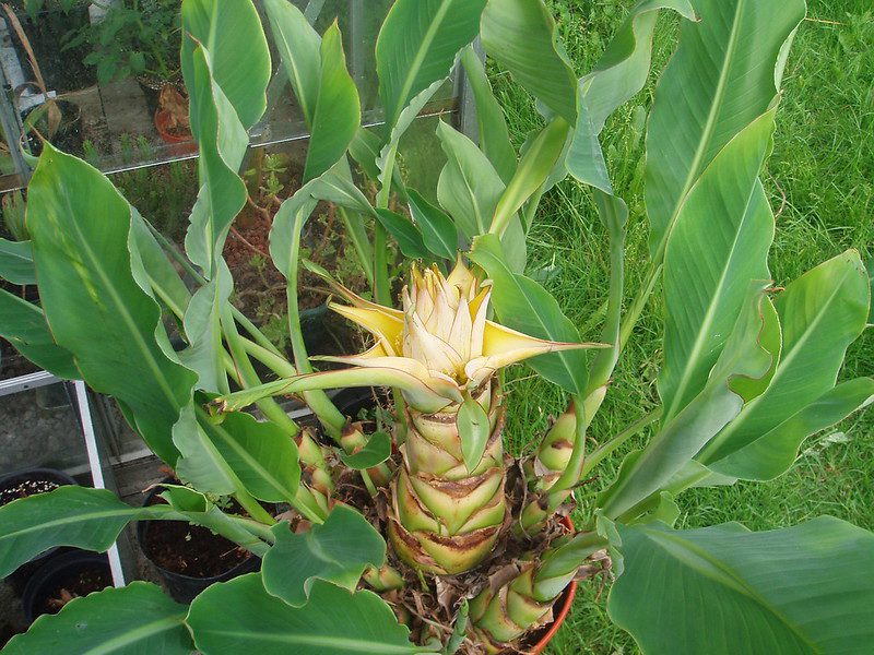 soorten bananenplanten