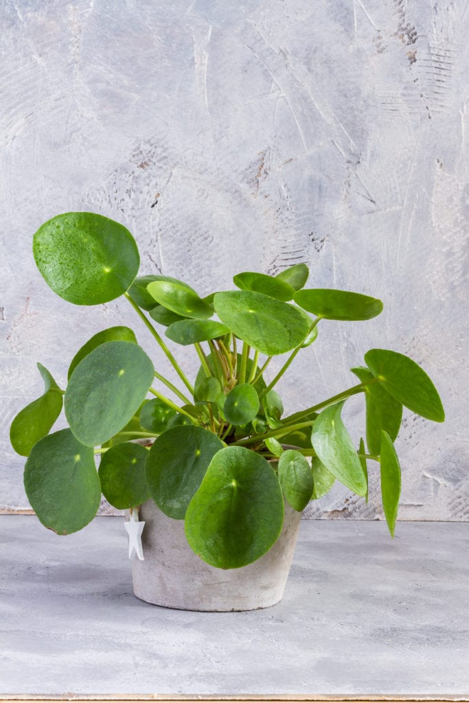 makkelijke kamerplant pannenkoek plant