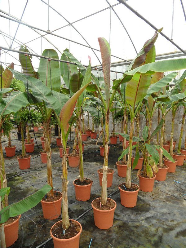 soorten bananenplanten