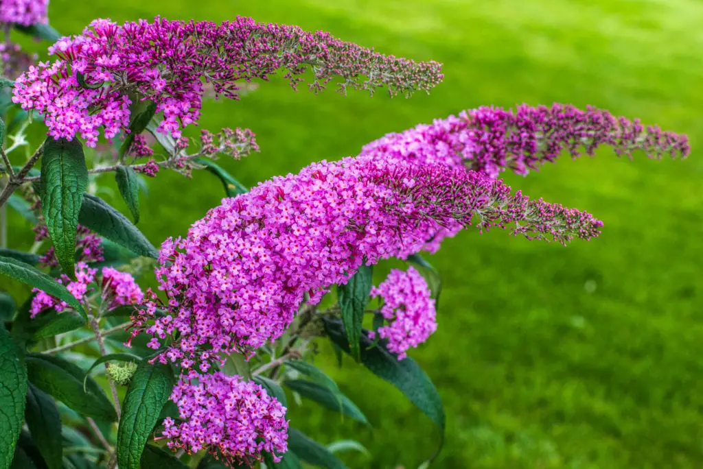 vaste bloeiende planten winterhard vlinderstruiken