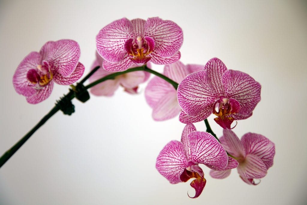 Orchidee ouderwetse kamerplanten
