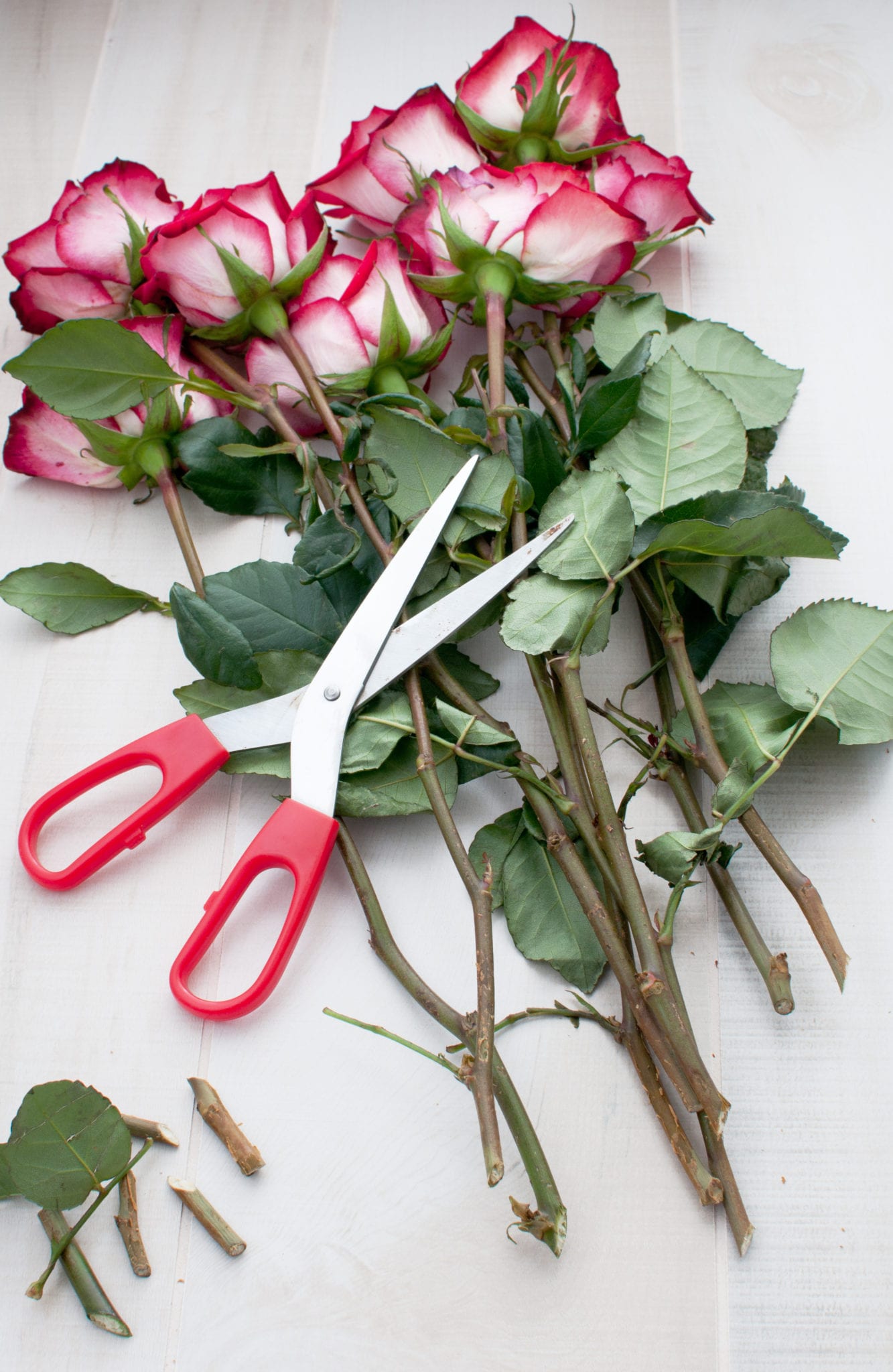 2 X Hoe Rozen Stekken Uit Een Boeket Of Struik Fleur Flower