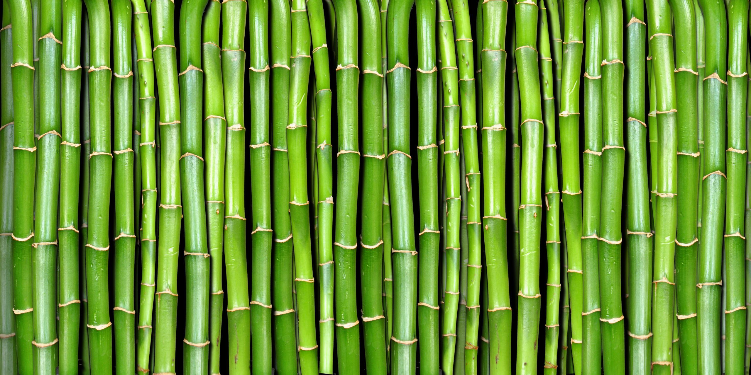 hoe bamboe snoeien