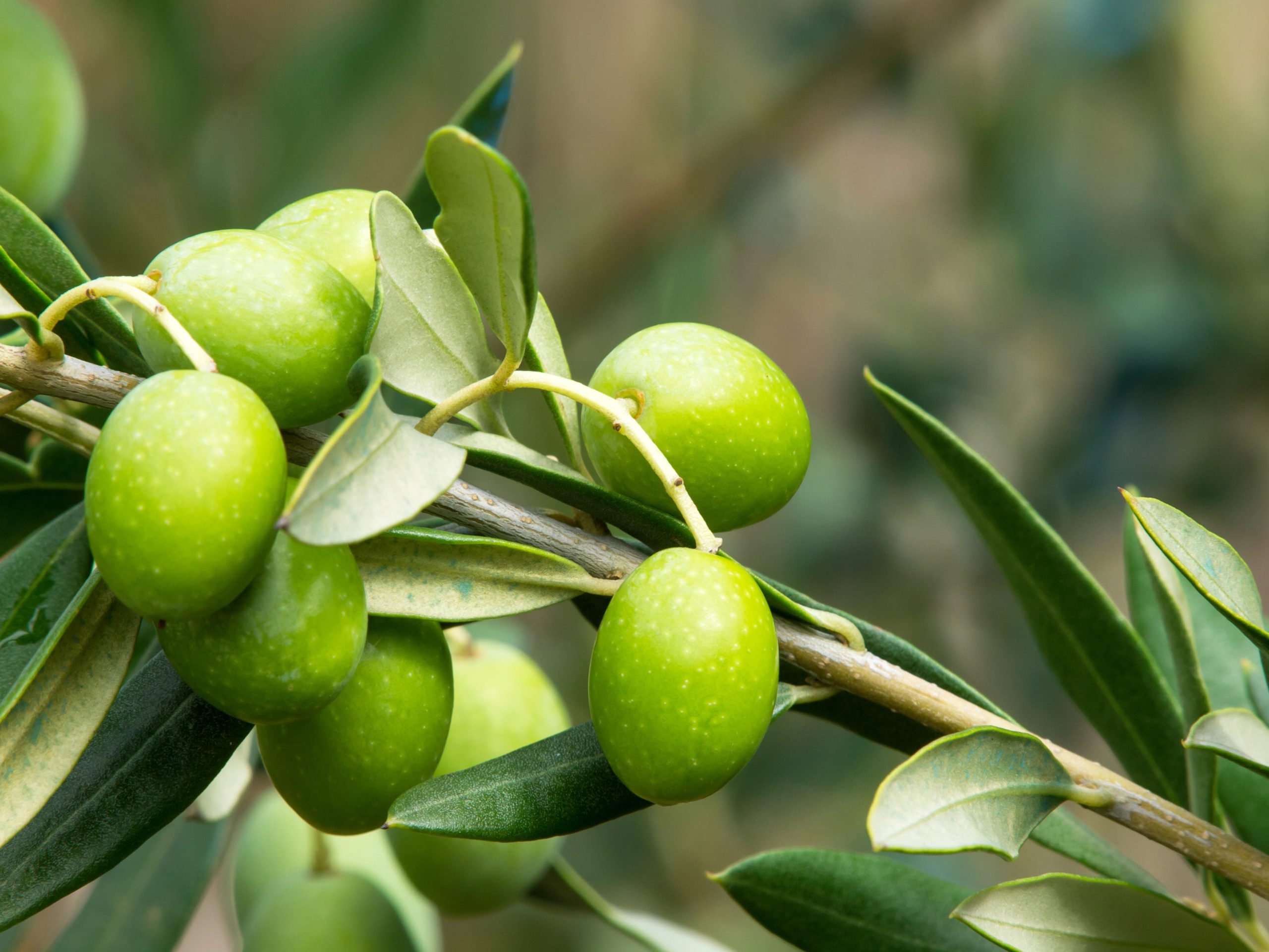 hoe olijfboom snoeien