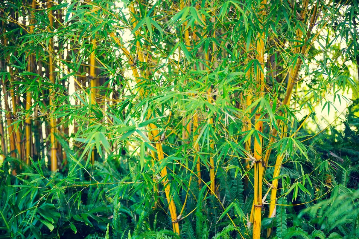bamboe planten