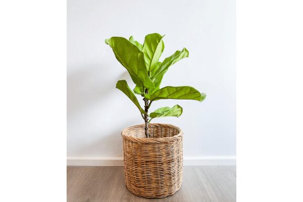Ficus lyrata vioolbladplant
