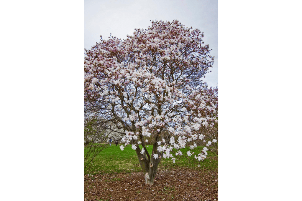 magnolia 