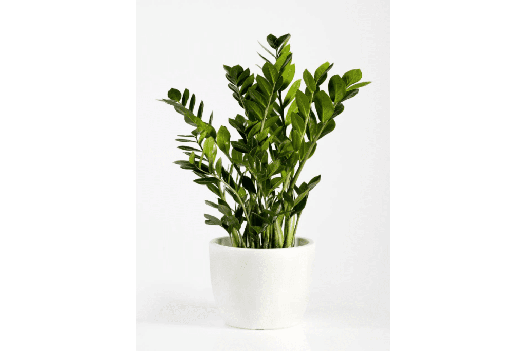 Zamioculcas groene kamerplanten
