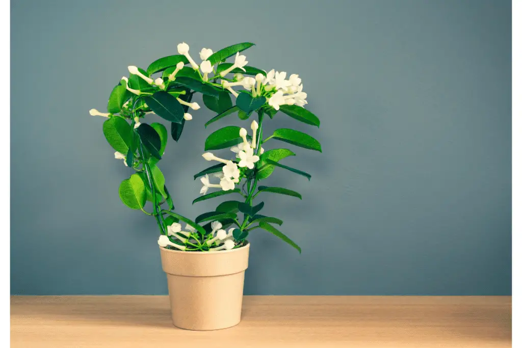 kamerplanten met witte bloemen