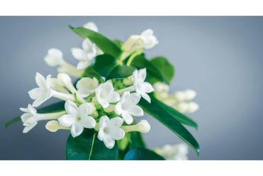 Hoe Stefanotis Verzorgen? Complete Gids! (Stephanotis) - Fleur & Flower