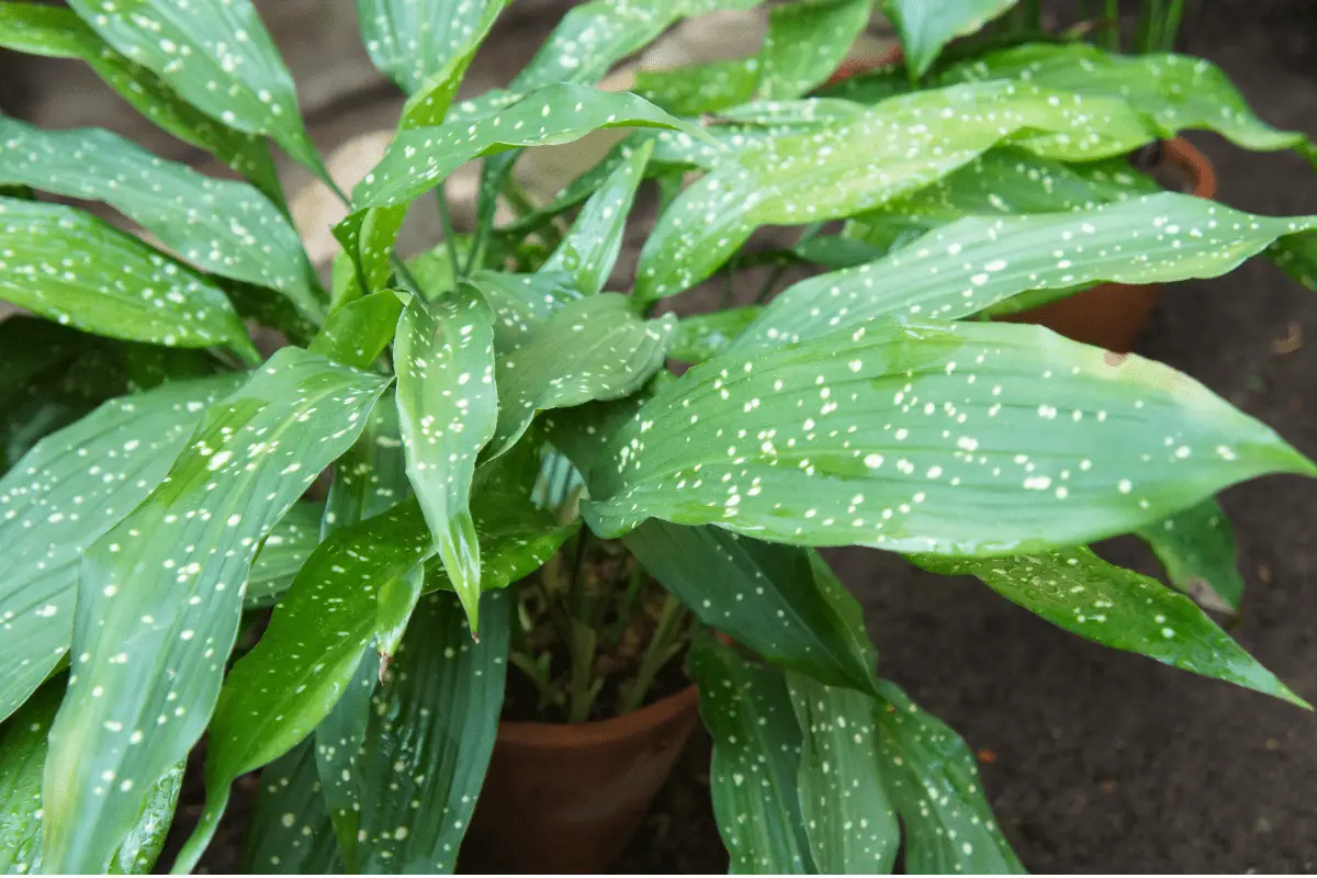 Niet Giftige Planten Voor Katten Kamer En Tuinplanten