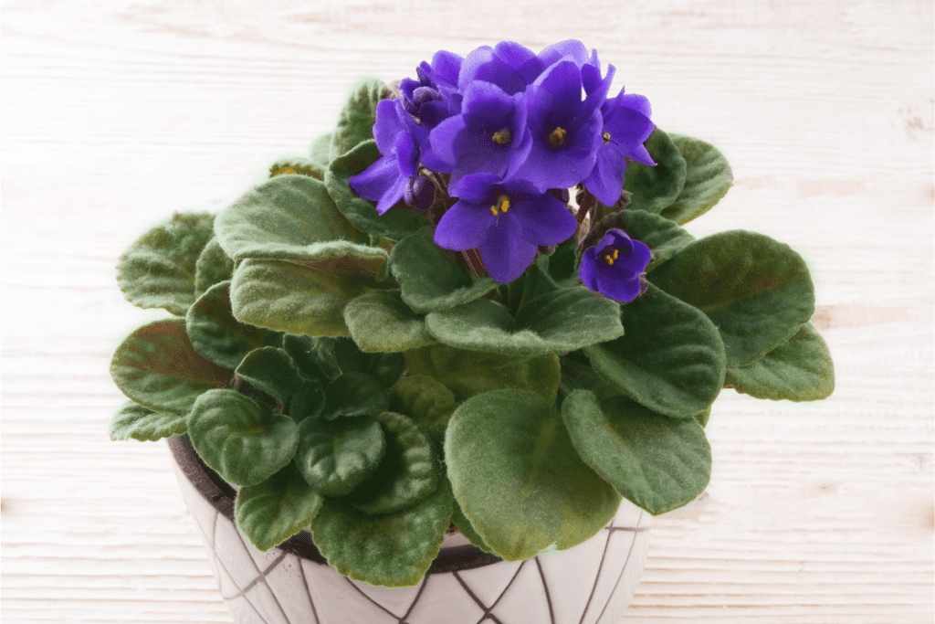 kaaps viooltje bloeiende-kamerplanten