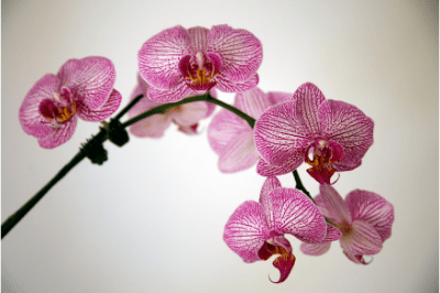 Orchidee bloeiende kamerplanten