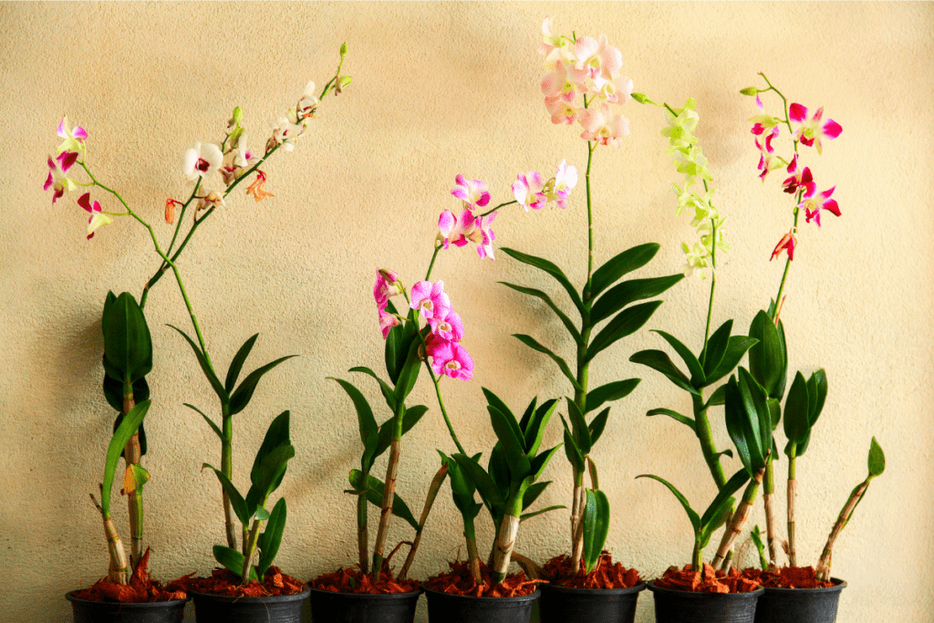 orchideen 