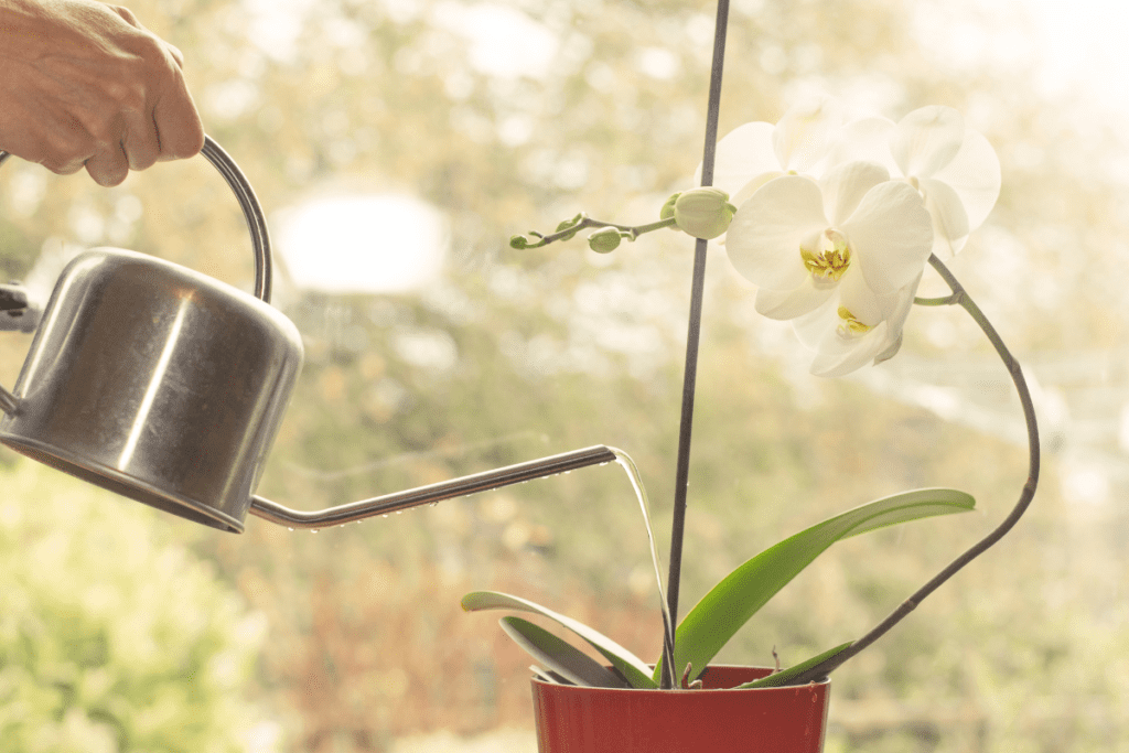 orchidee verzorging