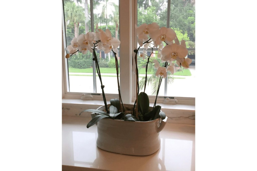 orchidee verzorging standplaats
