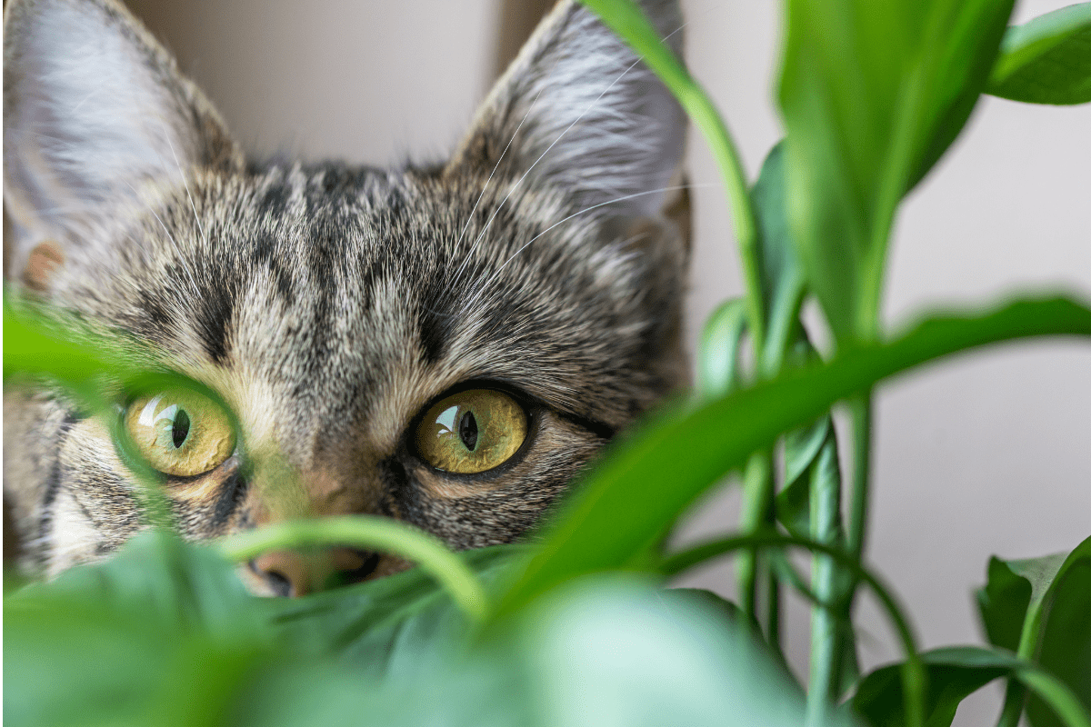 niet giftige planten voor katten