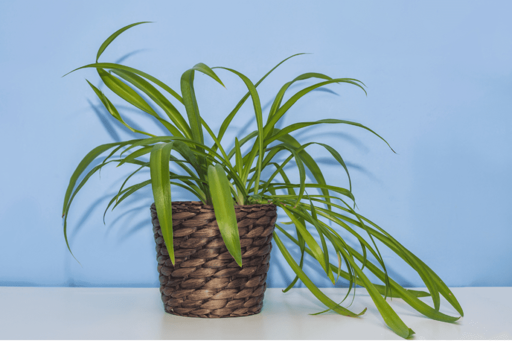 Tropische Kamerplanten graslelie