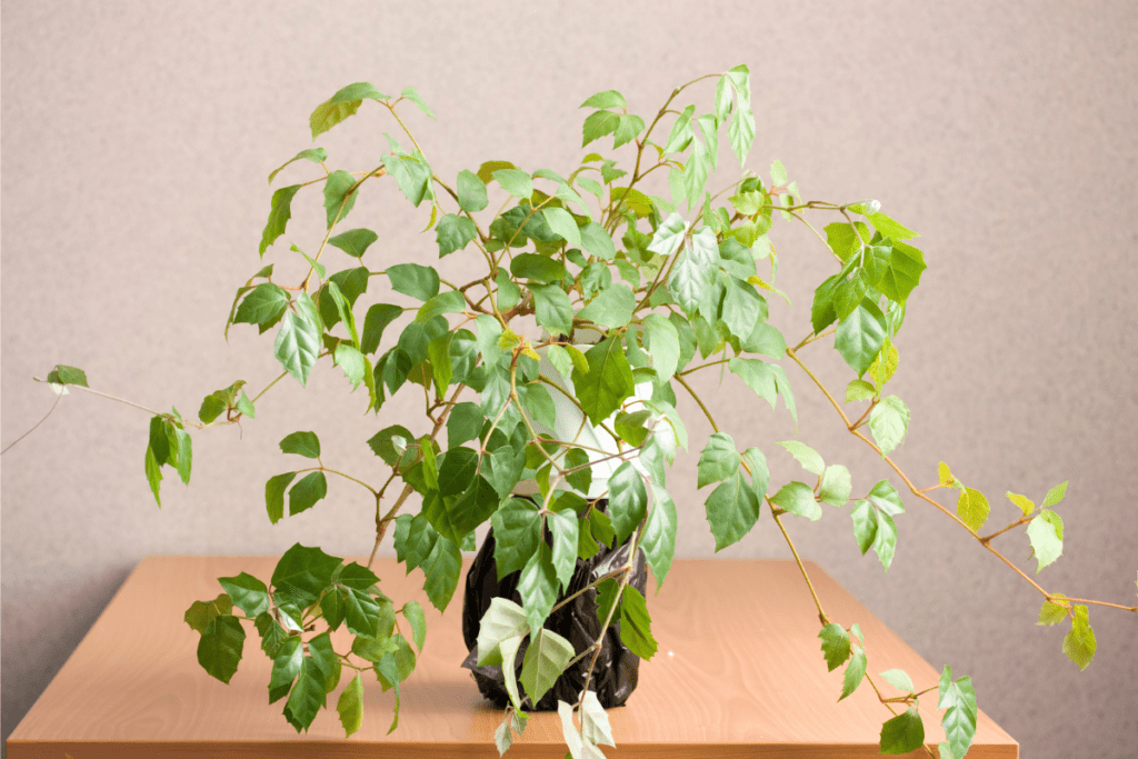 koningswingerd groene kamerplanten
