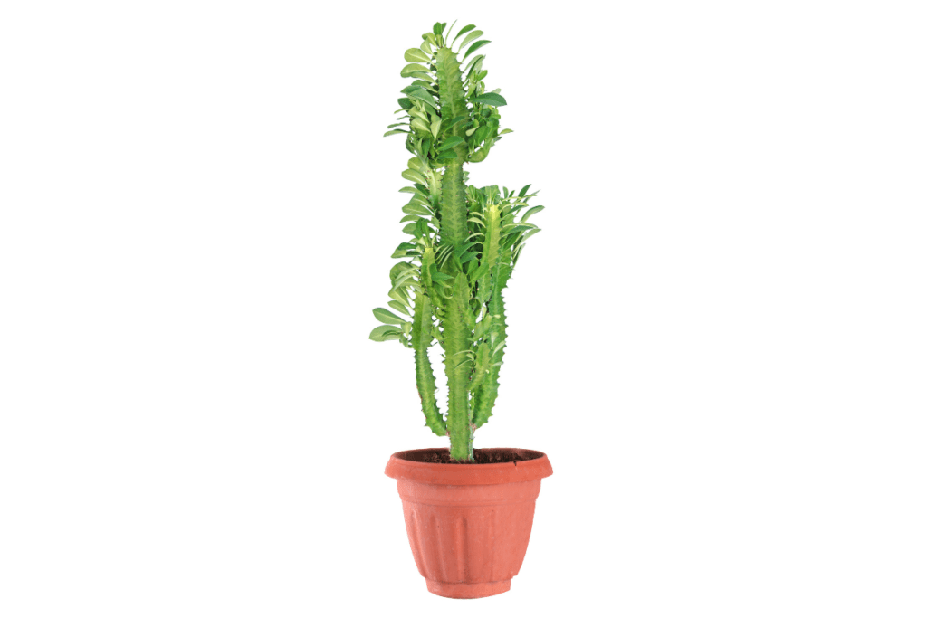Euphorbia  cactus 