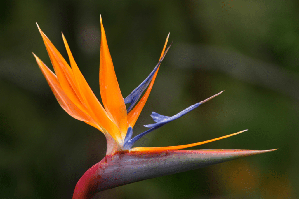 Tropische Kamerplanten paradijsvogelplant
