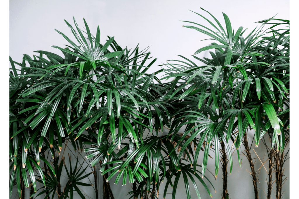 Rhapis Exelsa (Bamboe stokpalm) Hoge kamerplant