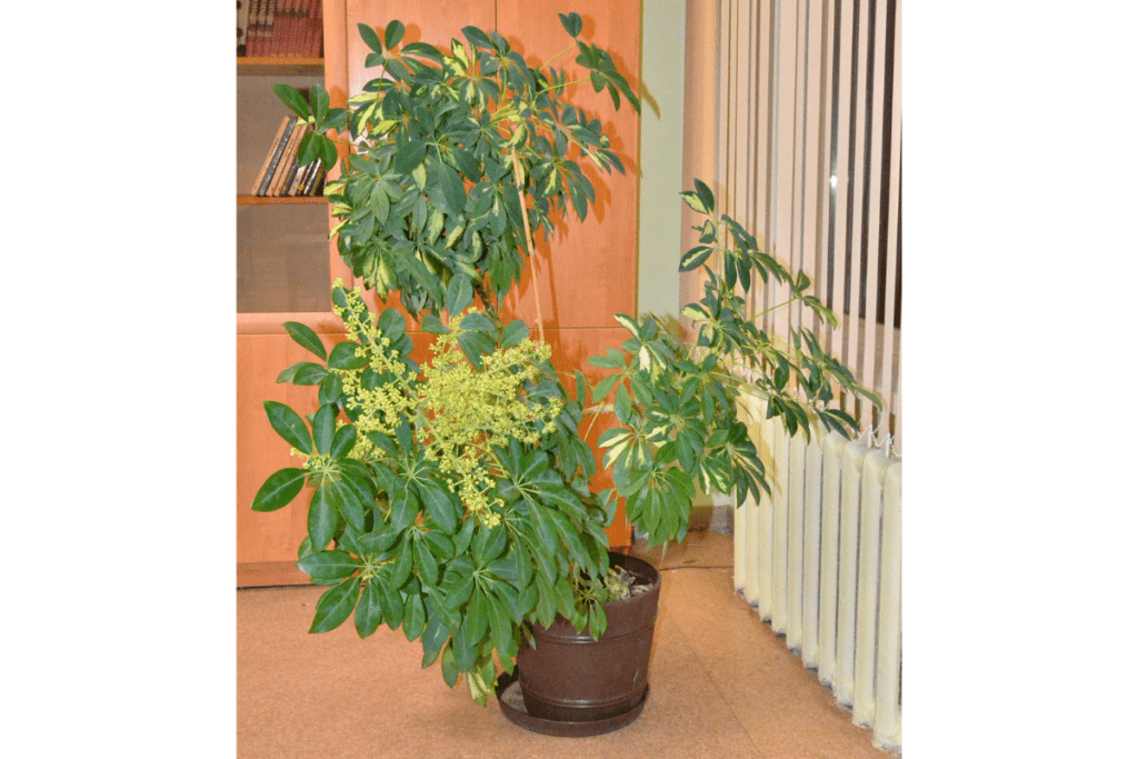 Schefflera (Vingersboom) hoge kamerplant