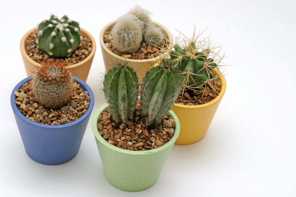 cactus ouderwetse kamerplant