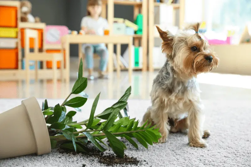 Niet giftige planten voor honden