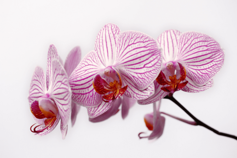 soorten orchidee
