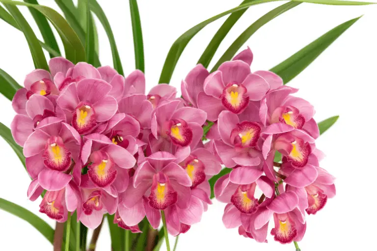cymbidium soorten orchidee