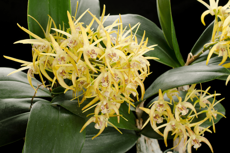 soorten orchidee dendrobium