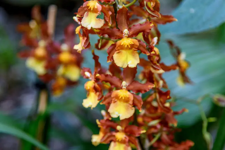 Soorten orchidee, oncidium catatante