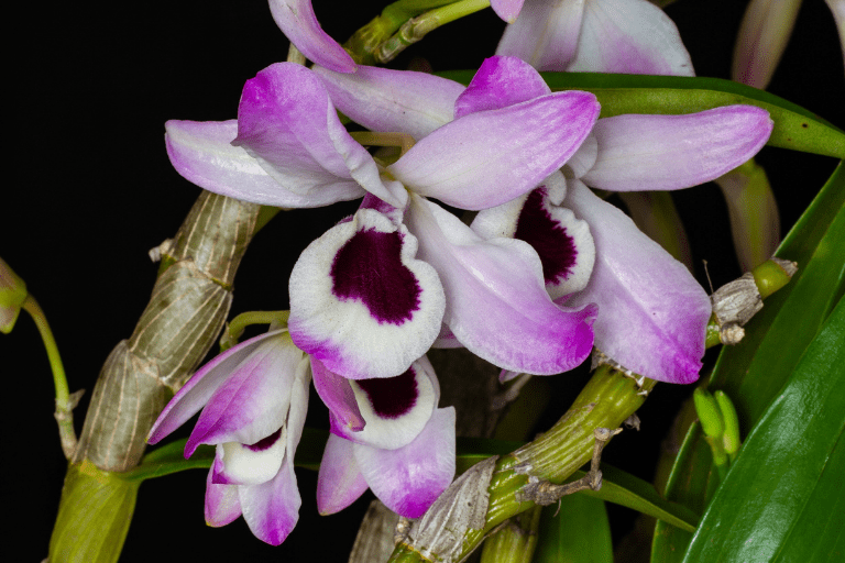 soorten orchidee, dendrobium nobile 
