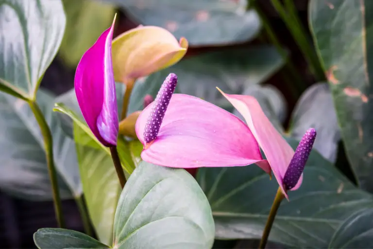 Soorten Anthurium, roze paars
