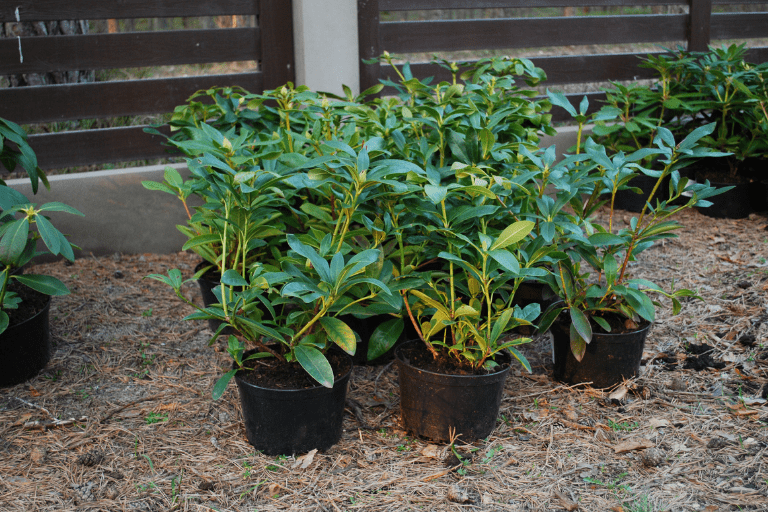 Rhododendron planten