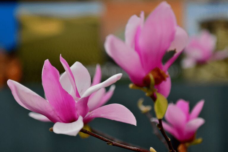 magnolia stekken