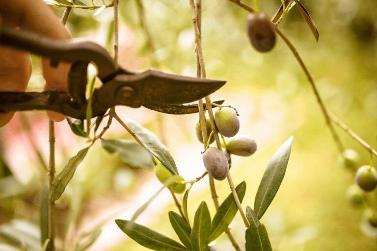 olijfboom stekken