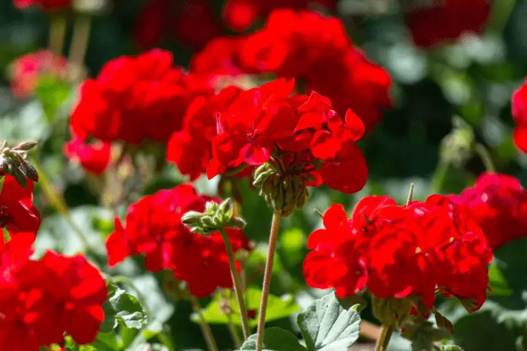 geranium met rode bloemen