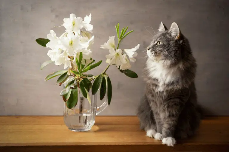 giftige bloemen voor katten rododendron