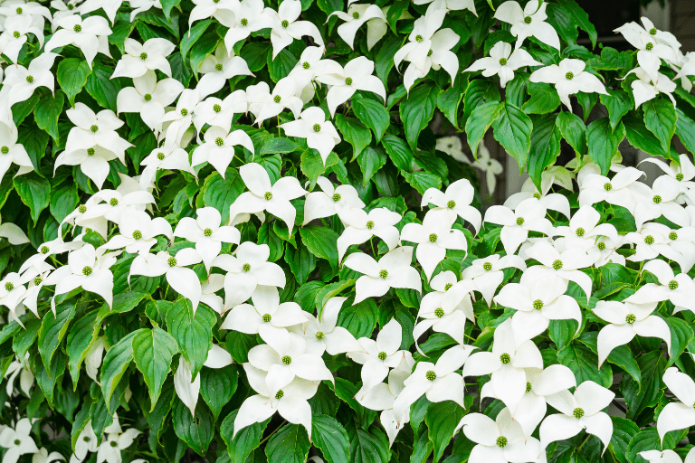 Japanse Kornoelje Struik met witte bloemen