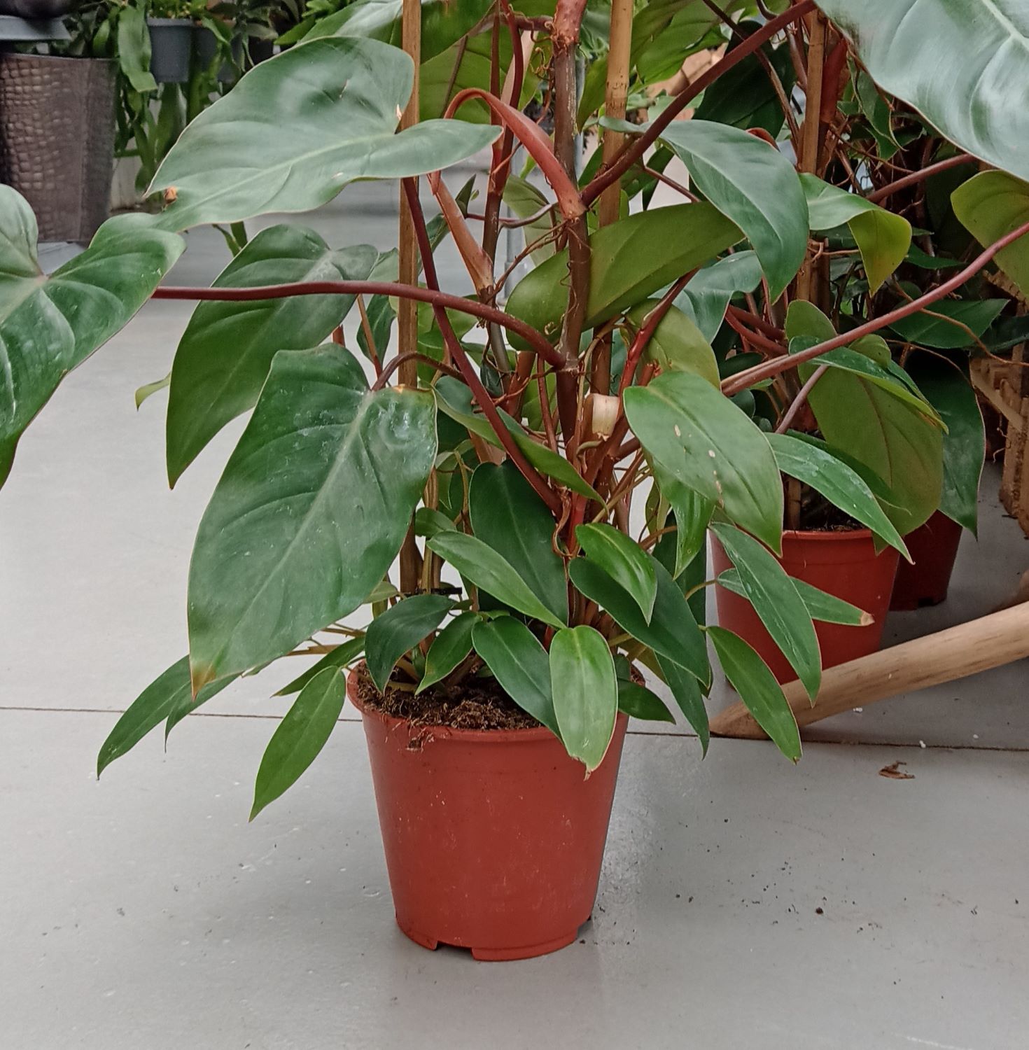Philodendron giftig