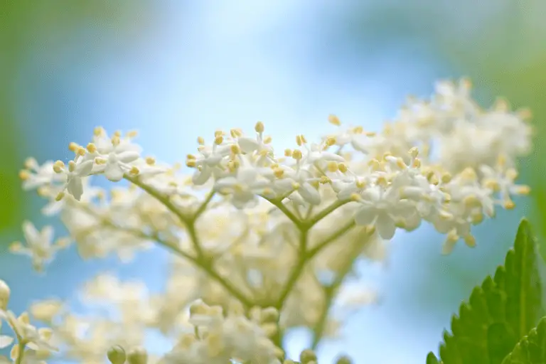 struik met witte bloemen