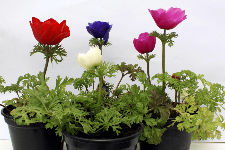 anemonen planten