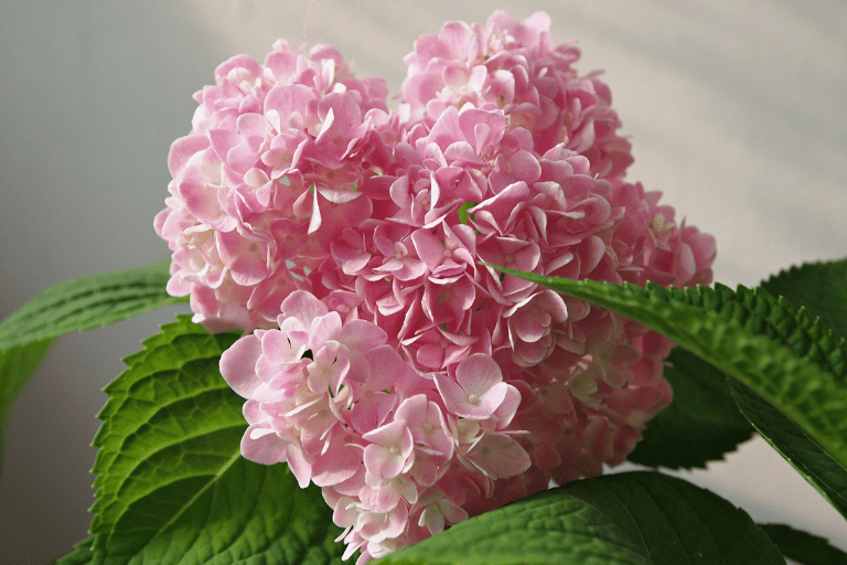 Hortensia Bemesten Voor De Mooiste Bloemen! - Fleur & Flower