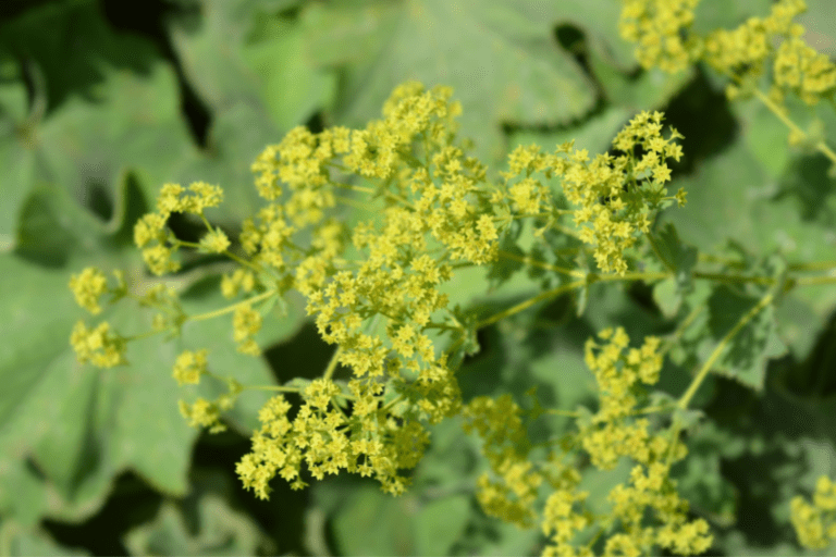 planten met gele bloem